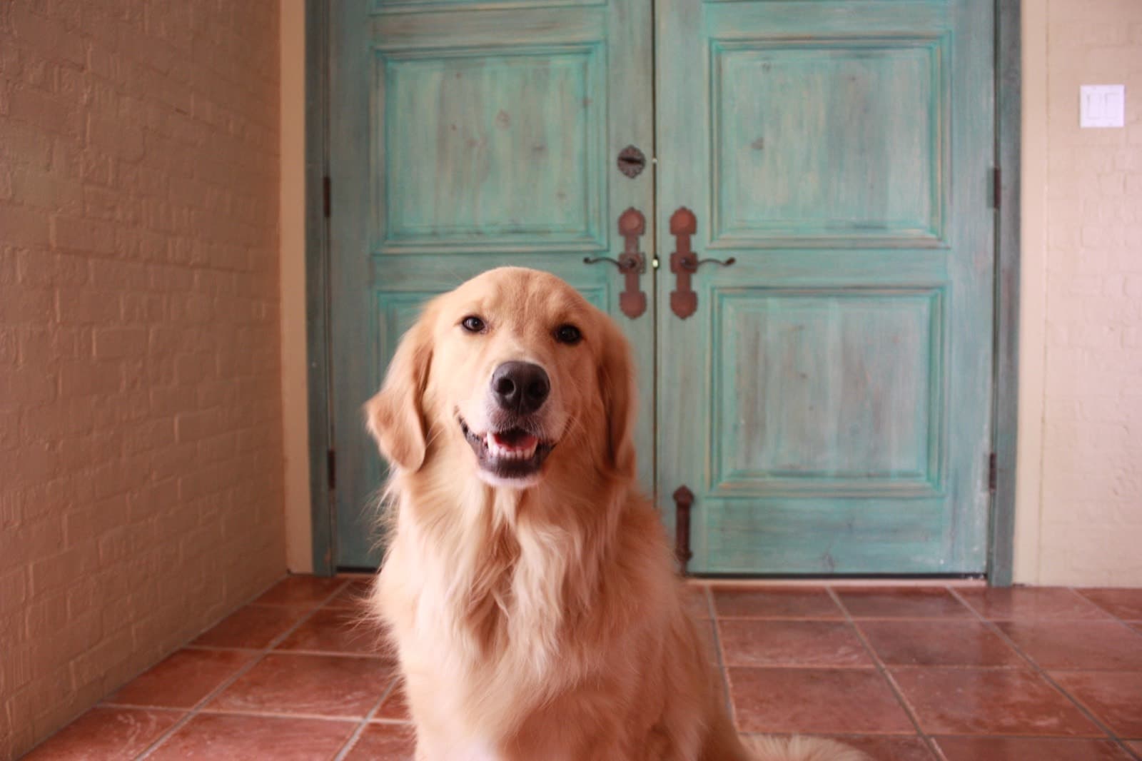 A golden retriever sitting in front of a weathered teal door